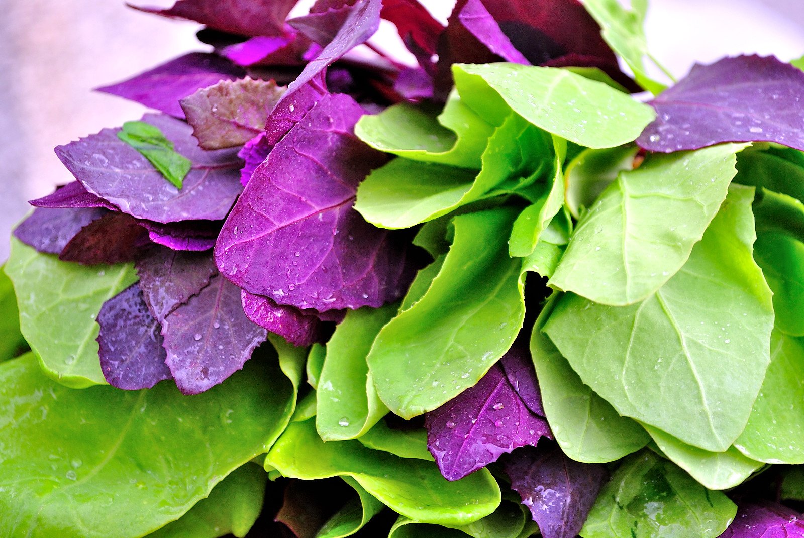 Planta care previne apariţia hemoroizilor