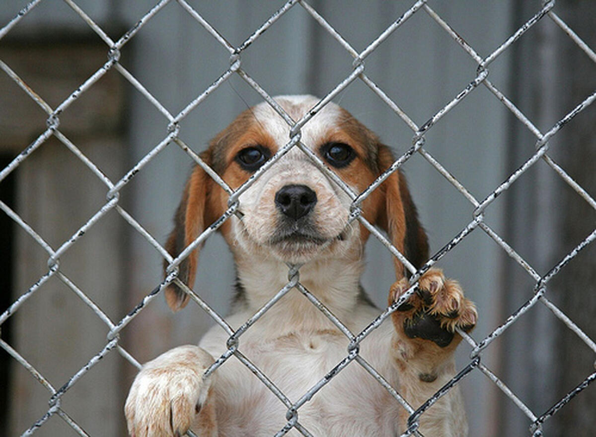 Dosar penal după eutanasierea a 60 de câini