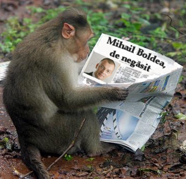 Gâlceava maimuţelor cu Boldea