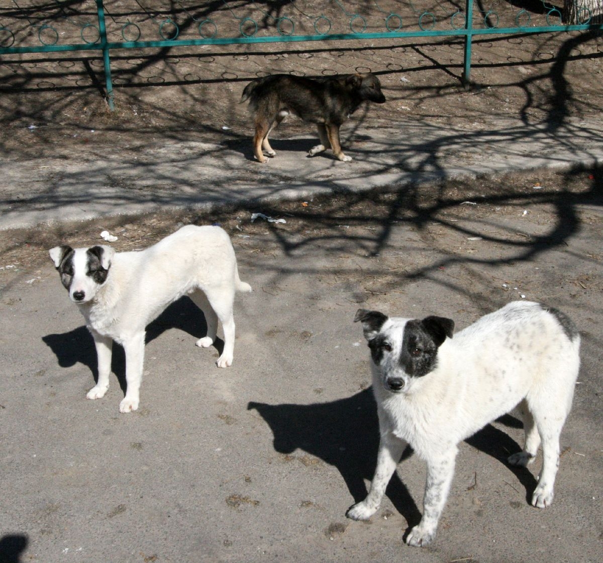 Patrupedele cu sau fără stăpân, în vizorul locuitorilor din zona Spicu