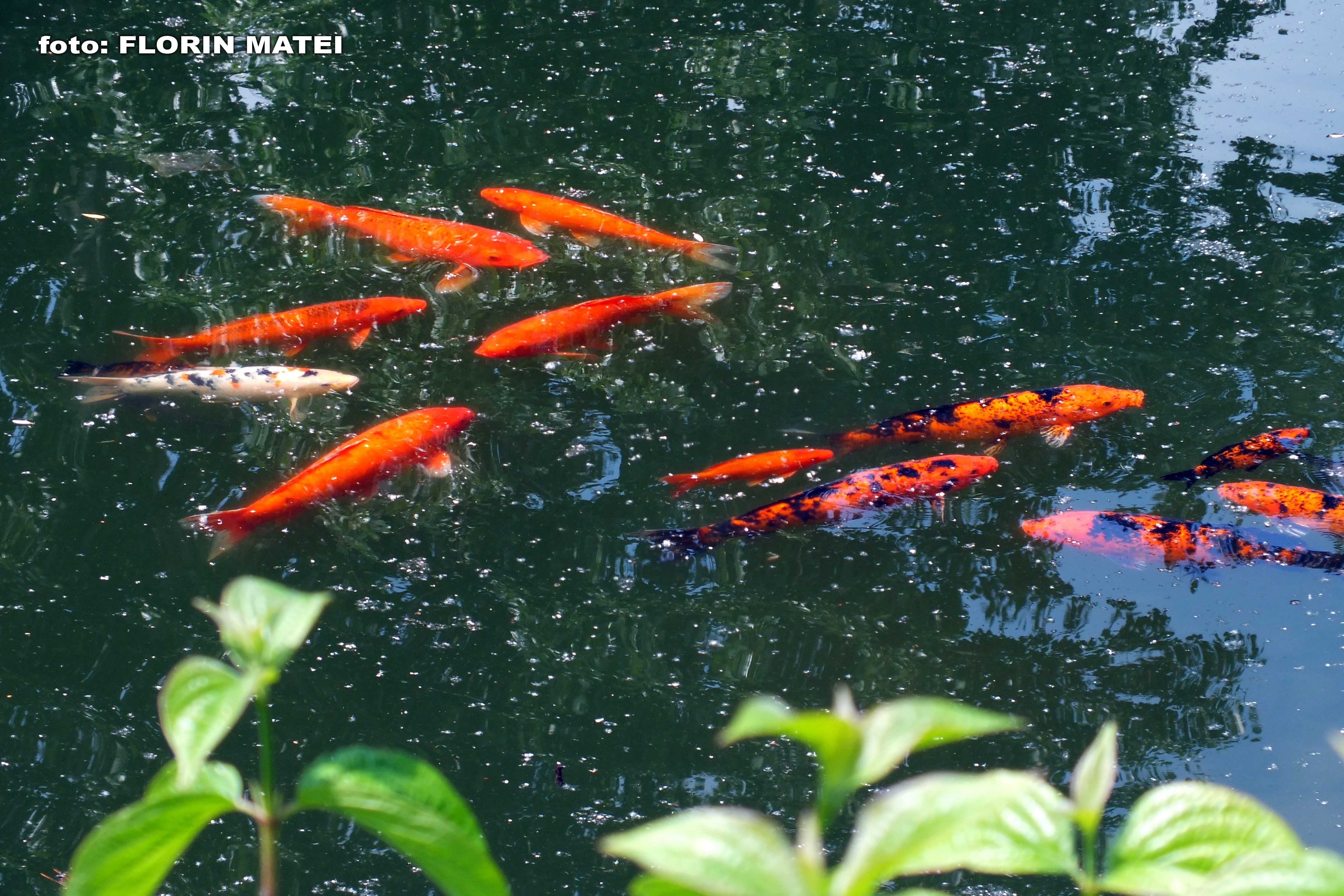 Crap japonez într-un lac din Galaţi