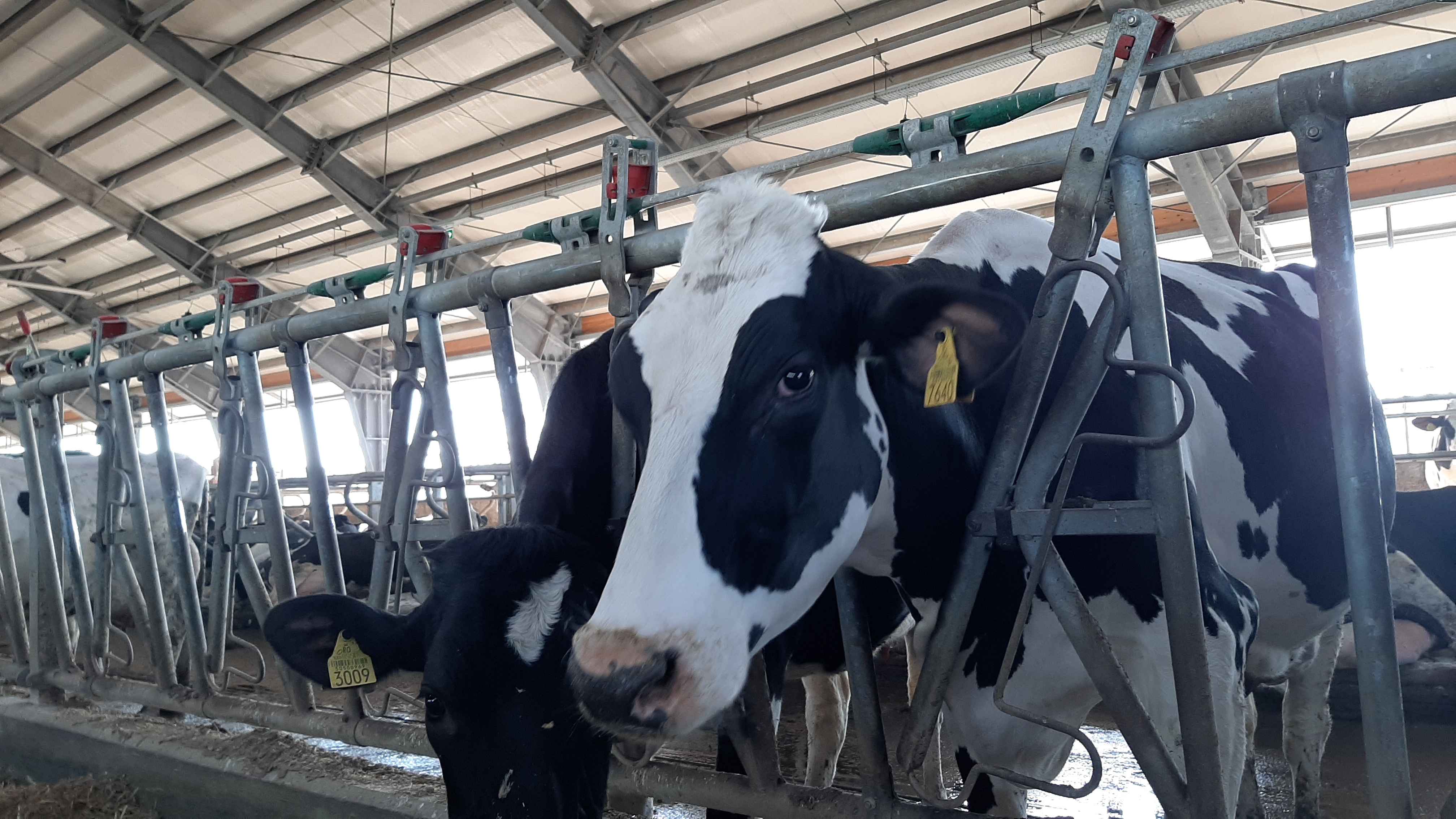 Fermierii, obligați prin lege să protejeze animalele de caniculă