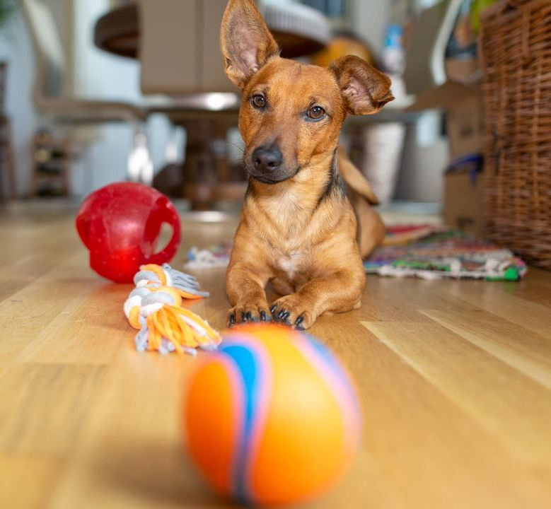 Școala iubitorilor de animale. Cum alegem jucăriile pentru câini și pisici