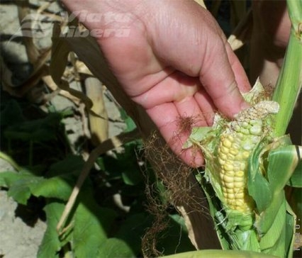 Seceta a înghiţit 38 de milioane de lei!