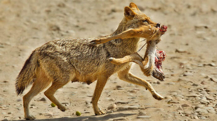 350 de șacali vor fi extrași din Delta Dunării