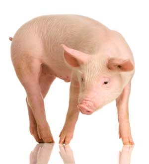 Scade greutatea animalelor sacrificate la Galaţi