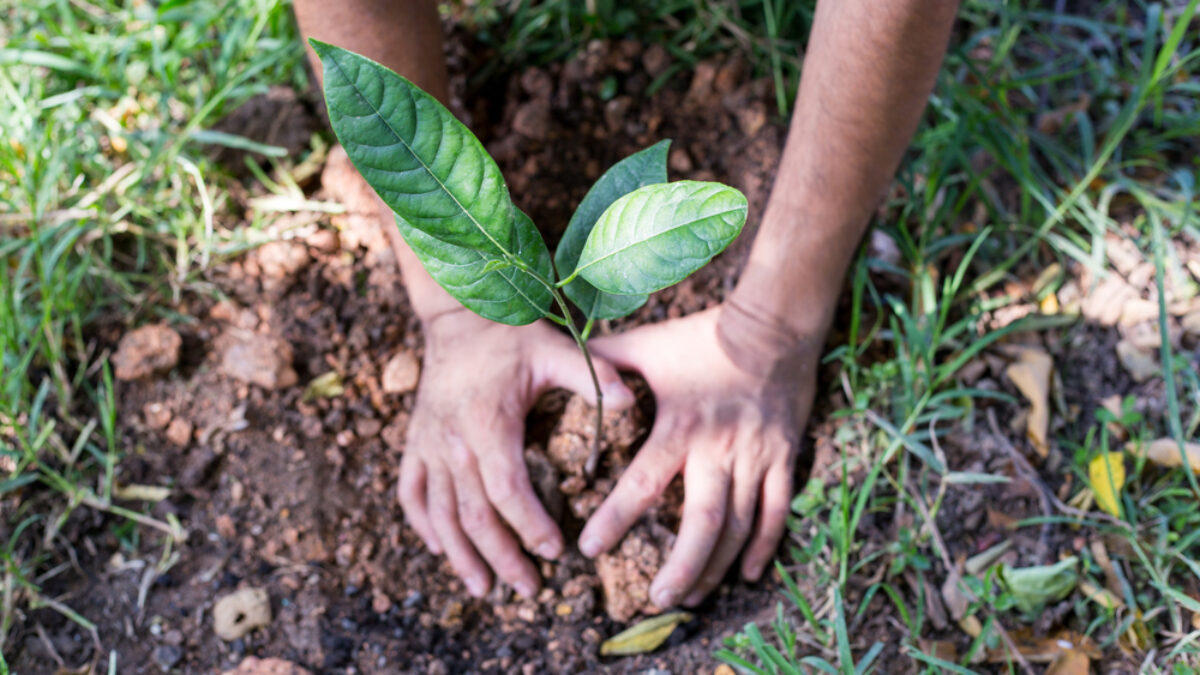 Programul naţional de împădurire, în pericol