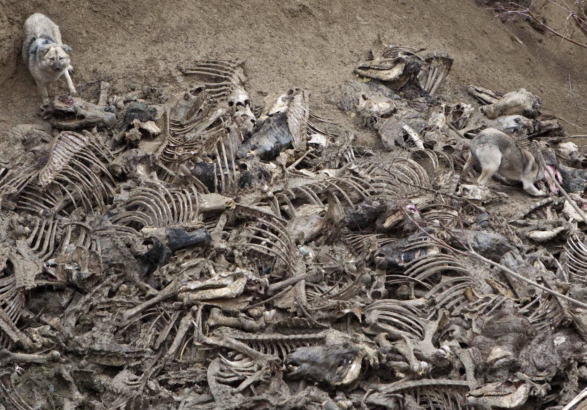 Ecosal strânge leşurile animalelor. Carcasele vor fi incinerate