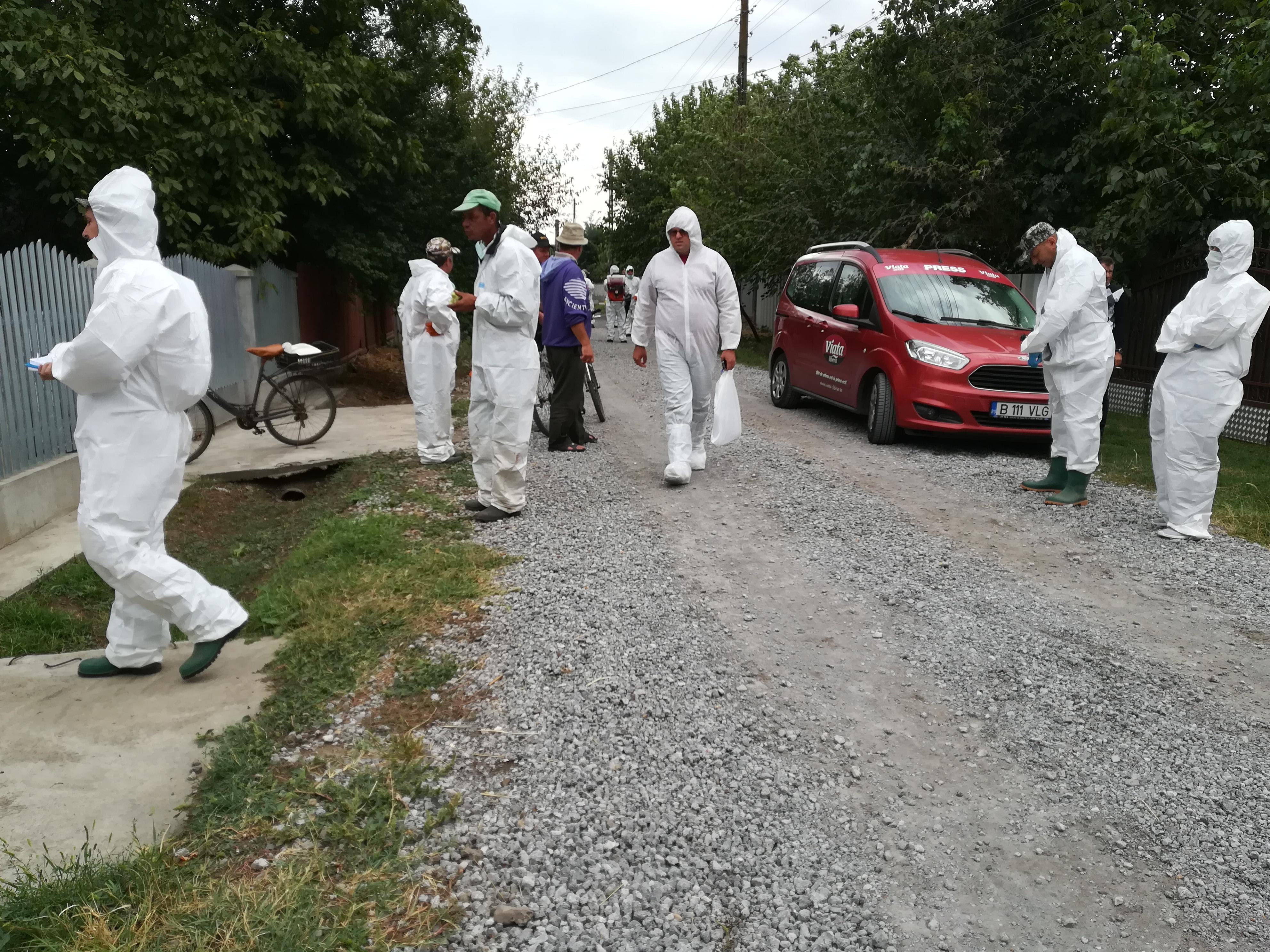 Porcii medicului veterinar, confirmaţi cu pestă porcină