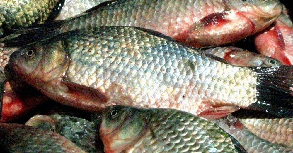 Transport de peşte, deturnat în piaţă