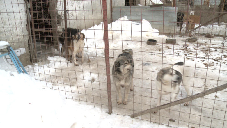 Cum pot ajuta gălățenii animalele din adăposturi