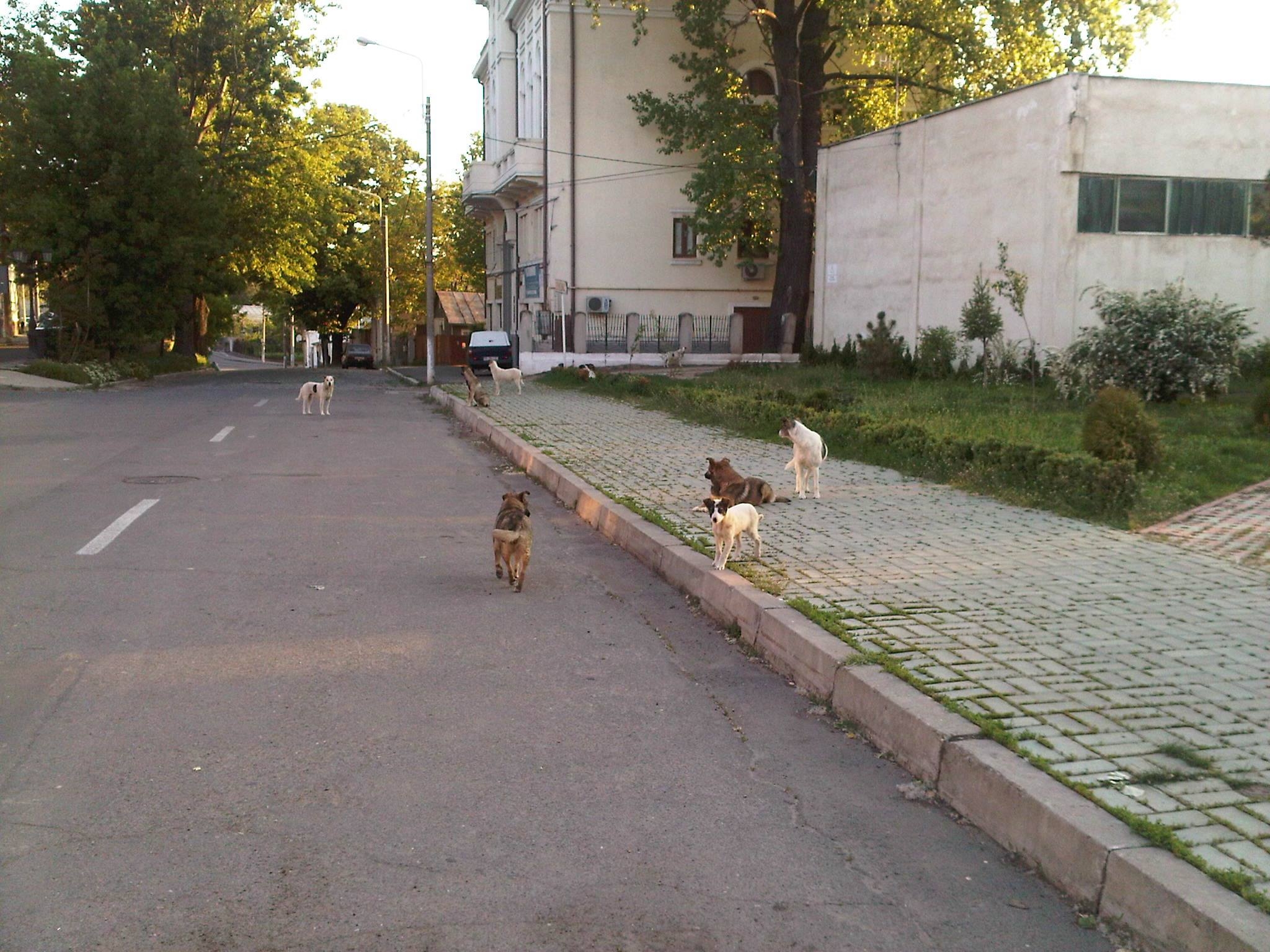 Maidanezi în buricul târgului: Muzeul de Istorie, asaltat de haitele de câini