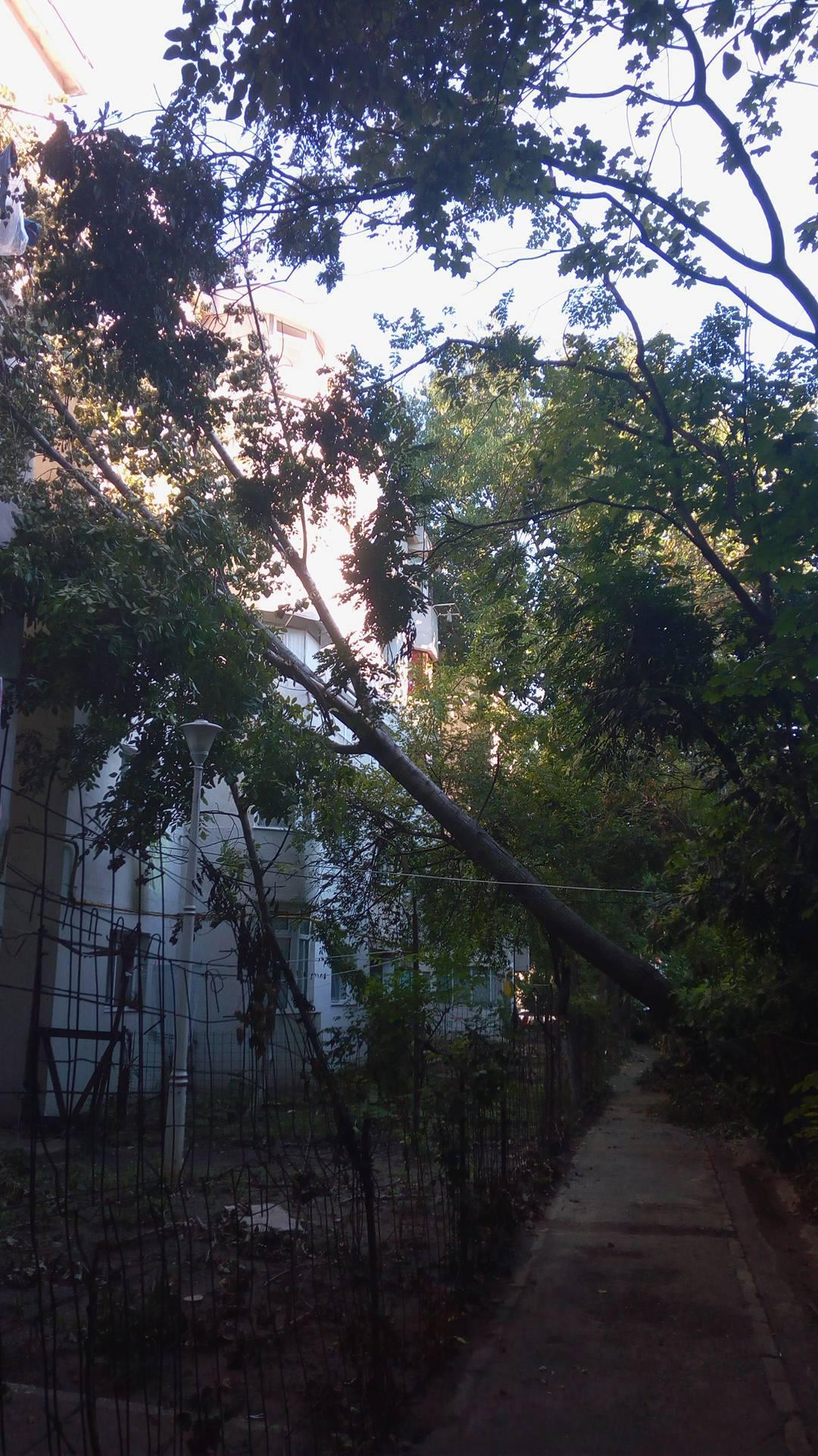 Un COPAC stă să cadă pe oameni, în Micro 14