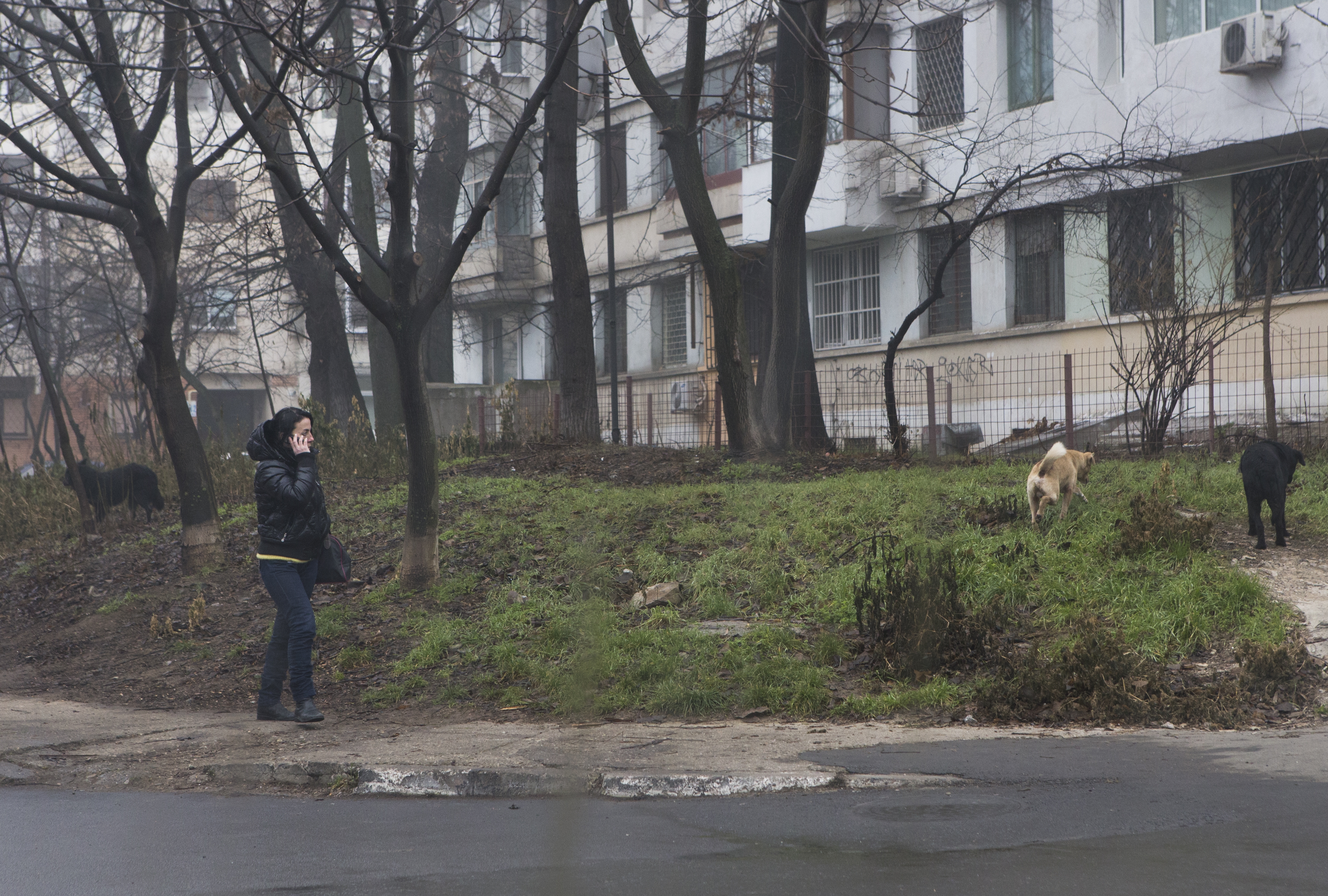 Mazepa I, raiul maidanezilor şi al răufăcătorilor. Gălăţeni urmăriţi de hoţi în plin centru (FOTO)