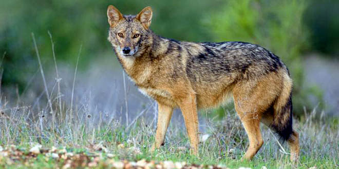 Carnivor sălbatic, văzut în Iași